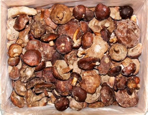 Сколько варить польский гриб перед жаркой. Как правильно варить польские грибы: все секреты!