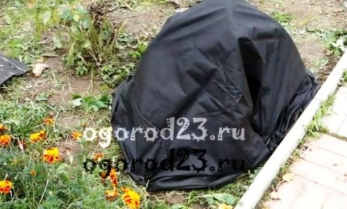 Как укрыть розы на зиму агроволокном. Использование агроволокна, спанбонда, геотекстиля