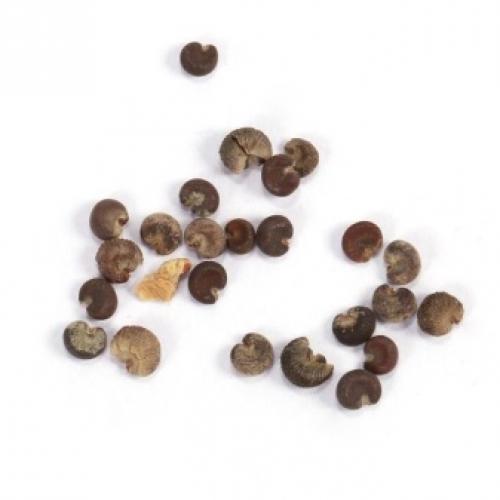 Как правильно черенковать герань осенью. Срок черенкования 03