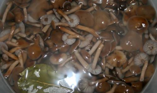 Быстрое маринование опят. Опята маринованные на зиму в домашних условиях: 6 рецептов быстрого приготовления