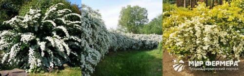 Обрезка спиреи вангутта. Спирея Вангутта: фото и описание