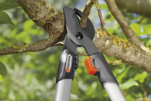 Обрезка сливы осенью. Как правильно обрезать вишню и сливу осенью для богатого урожая