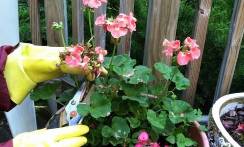 Как правильно черенковать герань осенью. Срок черенкования 06