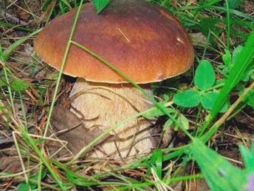 Гриб с коричневой шляпкой и желтой губкой. Как выглядят съедобные грибы