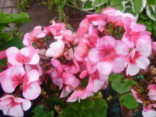 Как правильно черенковать герань осенью. Срок черенкования 01