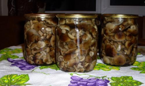 Быстрое маринование опят. Опята маринованные на зиму в домашних условиях: 6 рецептов быстрого приготовления