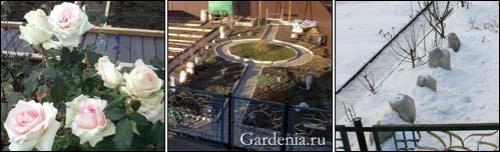 Как укрыть розы на зиму простым способом. 