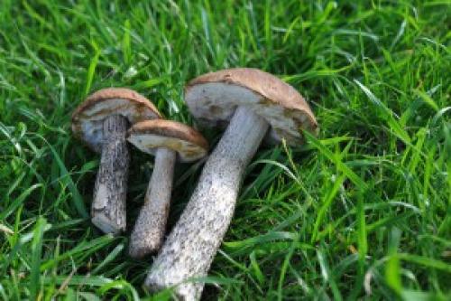 В какое время растут подберезовики. Когда собирать подберёзовики