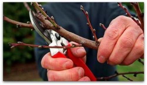 Как обрезать абрикос осенью. Виды обрезки абрикоса 02