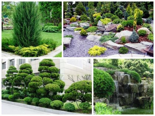 Как красиво посадить можжевельник. Можжевельник: правила посадки, ухода и размножения. 80 фото применения кустарника в дизайне