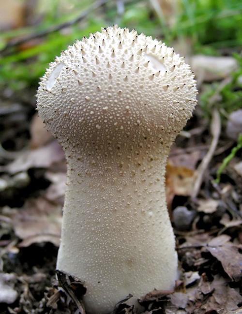 Можно ли есть дождевики грибы. Разнообразие видов
