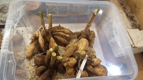 Хранение георгин в земле. Хранение посадочного материала в подвале