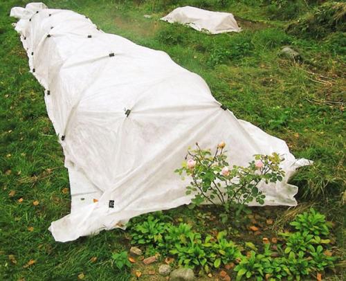 Когда надо накрывать розы на зиму. 5 простых шагов в том, как укрыть розы на зиму.