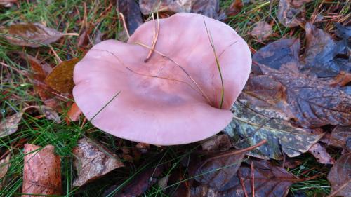 Рядовка серая. ТОП 6 съедобных Рядовок, которые нужно знать в лицо. Част. 