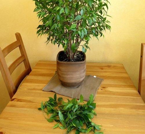 Как фикус сделать пышным. Учимся правильно обрезать фикус и сформировывать пышную крону