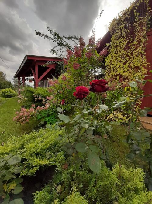 Как укрыть розы на зиму спанбондом. Скоро зима. Кто согреет наши РОЗЫ?