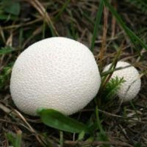 Дождевик шиповатый