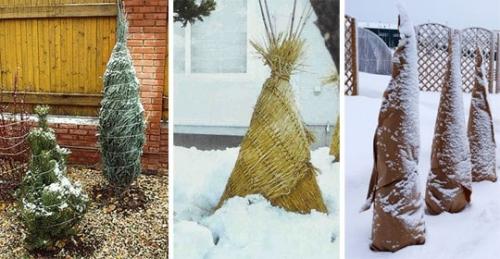 Что значит прикопать на зиму саженцы. Посадить или прикопать саженцы на зиму? 14 Что значит прикопать на зиму саженцы. Посадить или прикопать саженцы на зиму? 14