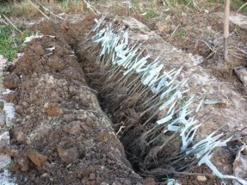 Что значит прикопать на зиму саженцы. Посадить или прикопать саженцы на зиму? 16 Что значит прикопать на зиму саженцы. Посадить или прикопать саженцы на зиму? 16