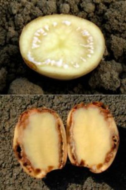 Почему не растет ботва у картофеля. Почему вянет и сохнет ботва