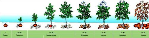 Почему не выросла картошка. Посадка 05