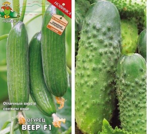 Индетерминантные сорта огурцов. Ультраскороспелые сорта и гибриды огурцов