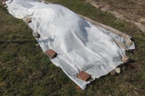 Как прикопать саженцы винограда на зиму. Правила прикопки саженцев на зиму