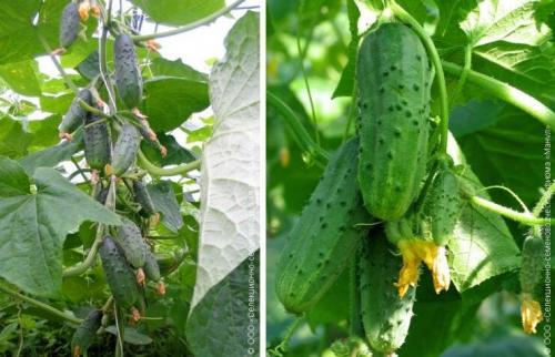 Индетерминантные сорта огурцов. Ультраскороспелые сорта и гибриды огурцов