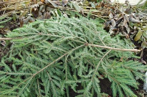 Что значит прикопать на зиму саженцы. Посадить или прикопать саженцы на зиму? 20 Что значит прикопать на зиму саженцы. Посадить или прикопать саженцы на зиму? 20