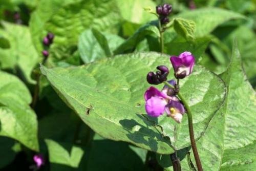 Посадка фасоли подготовка семян. Подготовка семян фасоли к посадке