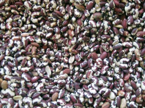 Посадка фасоли под зиму. Посадка фасоли в открытый грунт