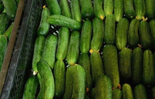 Индетерминантные сорта огурцов. Ультраскороспелые сорта и гибриды огурцов