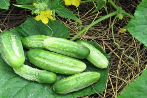 Все сорта огурцов по алфавиту. Лучшие сорта огурцов: фото, названия и описания (каталог)