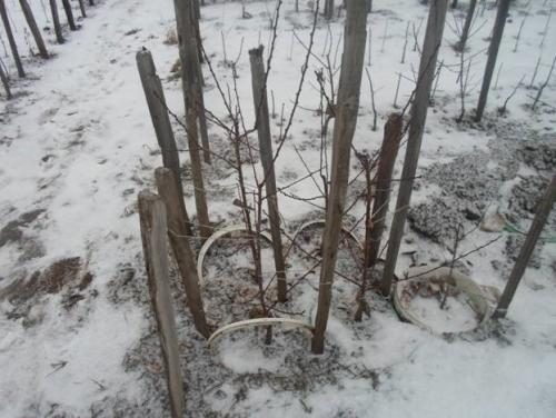 Что значит прикопать на зиму саженцы. Посадить или прикопать саженцы на зиму? 18 Что значит прикопать на зиму саженцы. Посадить или прикопать саженцы на зиму? 18