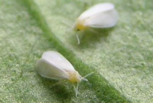 Фитоверм от белокрылки. Как бороться с белокрылкой на комнатных растениях?