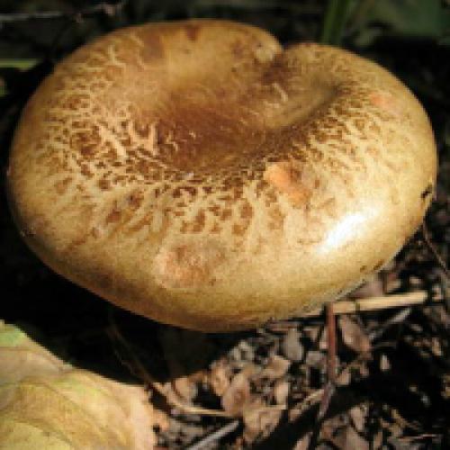 Коровники грибы, как готовить. Коровник гриб: съедобный или нет?