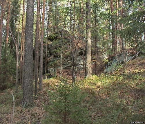 Где растут белые грибы. Хвойные леса