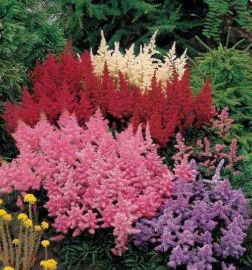 Астильба осенью, что делать. Подготовка астильбы к зиме 06