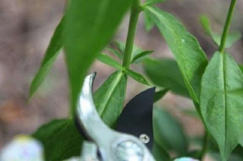 Флоксы осенью. Как правильно обрезать флоксы после цветения – практическое руководство для новичков