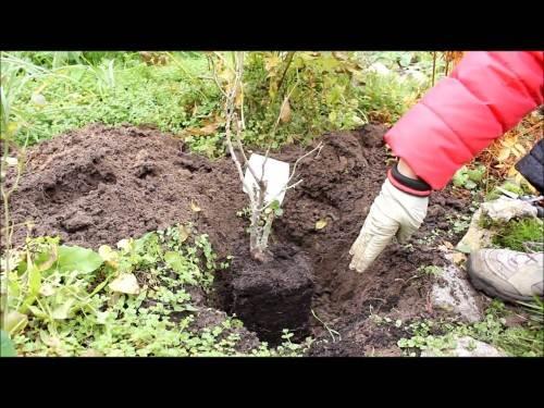 Как укрыть черенки роз на зиму. Подготовка саженцев роз к зиме