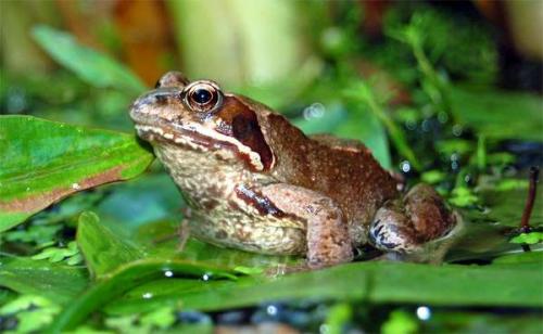 Чем питаются лягушки земляные. Внешний вид 09
