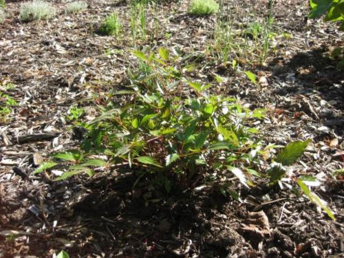 Обрезка астильбы. Осенняя история неподражаемой астильбы