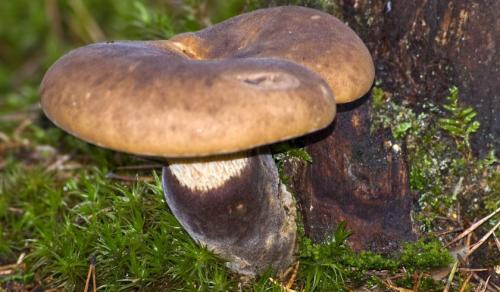 Как варить свинушки для жарки. Рецепты варки, жарки и маринования свинушек