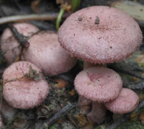 Волнушки ложные. Ложные волнушки (белянки) опасны ли они?