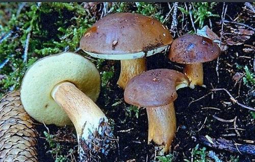 Польский гриб: особенности внешнего вида и ареал распространения