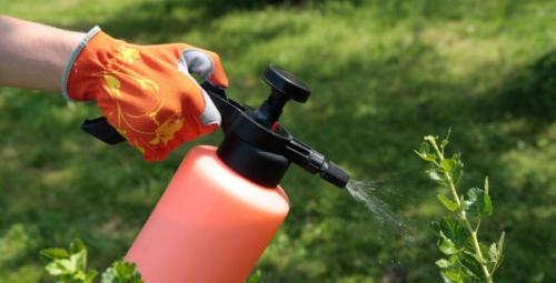 Обработка косточковых деревьев осенью. Инсектициды и фунгициды