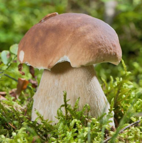 Где растут белые грибы. Хвойные леса