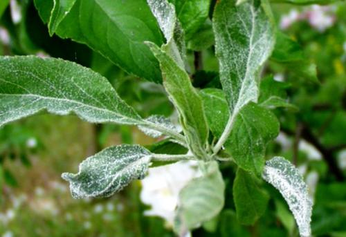 Болезни яблони. Яблони болезни и борьба с ними