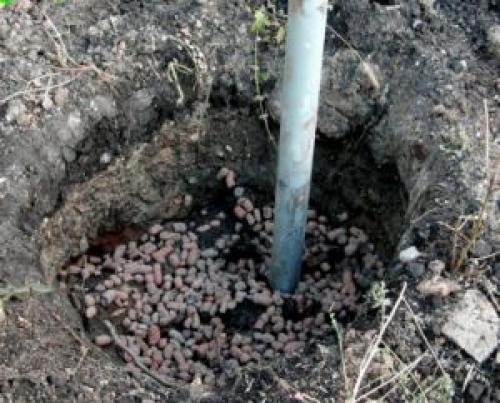 Как пересадить виноград на другое место летом. Когда можно пересаживать виноград?