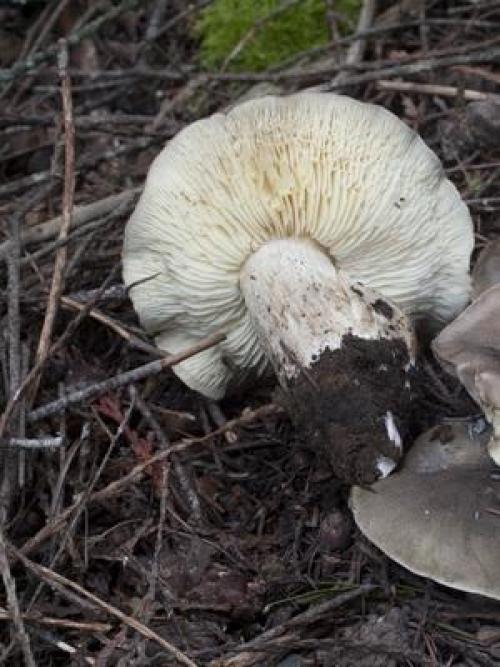 Рядовка мыльная, как готовить. Мыльная рядовка: фото, описание и распространение